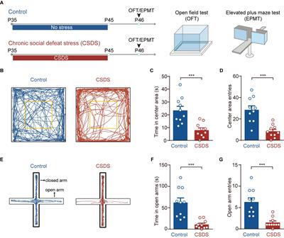 Chronic Stress Oppositely Regulates Tonic Inhibition in Thy1-Expressing and Non-expressing Neurons in Amygdala